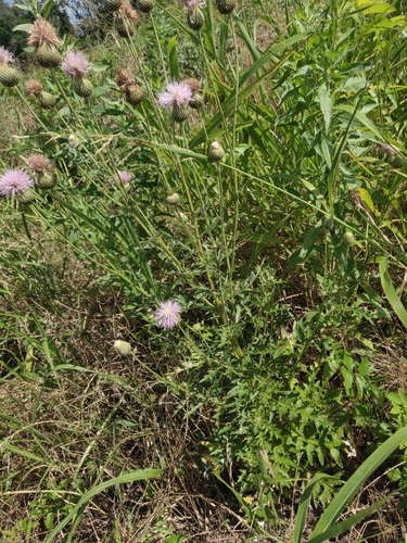 Cirsium engelmannii, photograph 2
