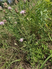 Cirsium engelmannii, photograph author not stated, no rights reserved