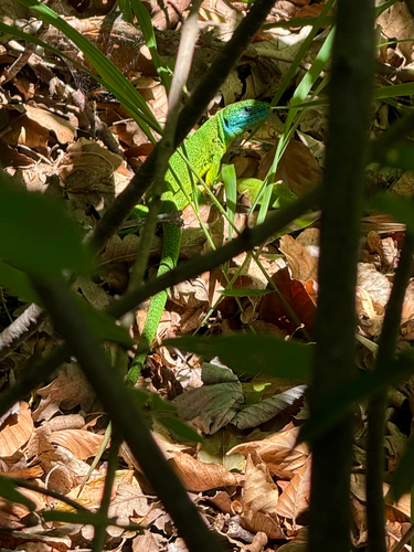 Western Green Lizard