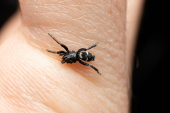 Poecilochroa albomaculata