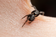 Poecilochroa albomaculata