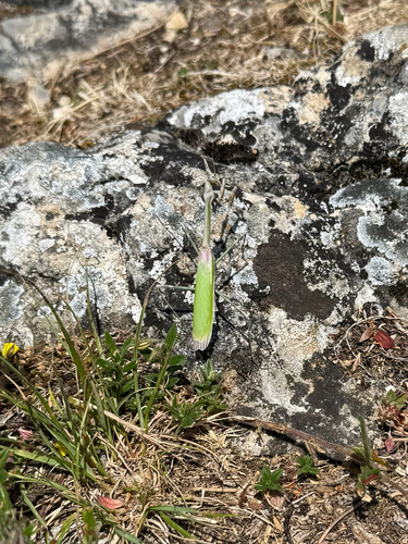 Mediterranean Conehead Mantis