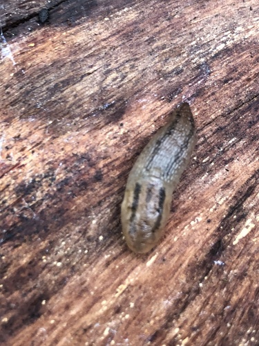 Threeband Slugs