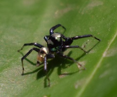 Phintella vittata