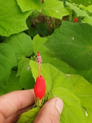 Malvaviscus arboreus arboreus