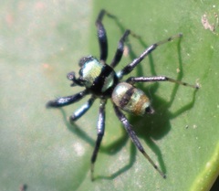 Phintella vittata