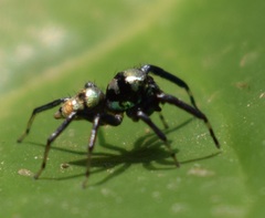 Phintella vittata