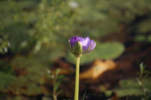 Nymphaea violacea