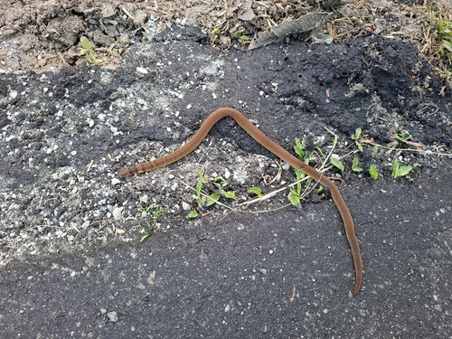 Photo of a Luzon Dwarf Snake (Calamaria bitorques)