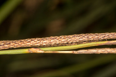 Carex hispida