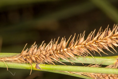 Carex hispida