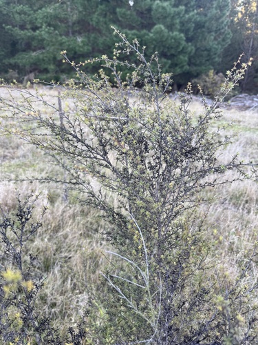 Kunzea ericoides, photograph 3