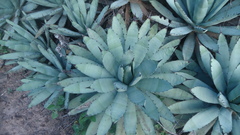 Agave macroacantha