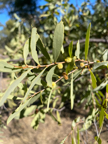 Acacia excelsa observed 2026-06-07