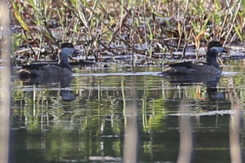 Green Pygmy Goose (Nettapus pulchellus), photo 9