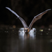 Γκριζοκέφαλη Ιπτάμενη Αλεπού - Photo (c) Ákos Lumnitzer, μερικά δικαιώματα διατηρούνται (CC BY-NC), uploaded by Ákos Lumnitzer