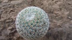 Mammillaria supertexta
