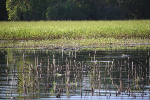 Green Pygmy Goose (Nettapus pulchellus), photo 6