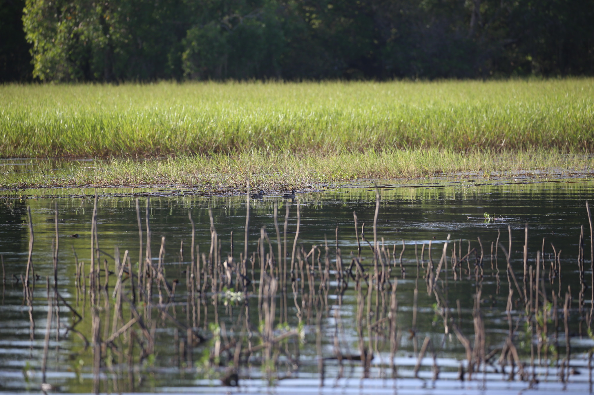 Green Pygmy Goose (Nettapus pulchellus), photo 10
