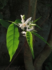 Wrightia tinctoria