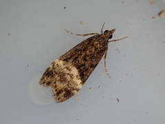 Scoparia minusculalis