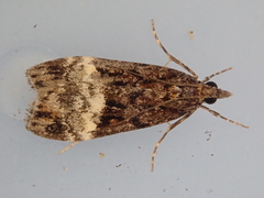 Scoparia minusculalis