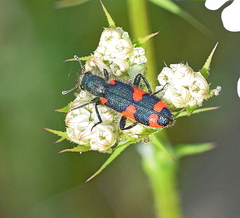 Trichodes punctatus