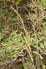 Carex hispida