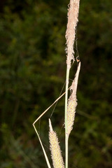 Carex hispida