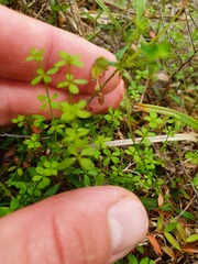 Galium propinquum