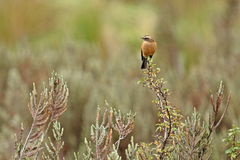 Ochthoeca fumicolor