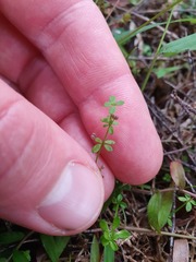 Galium propinquum
