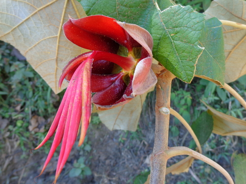 Mexican hand tree