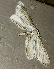 Parexcelsa ultraria