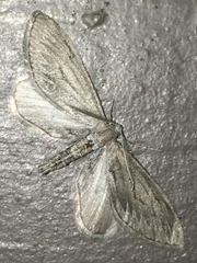 Parexcelsa ultraria