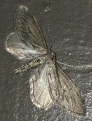 Parexcelsa ultraria