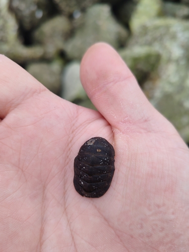 Lepidozona coreanica, 2026-06-14