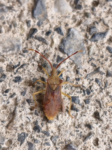 Box Bug