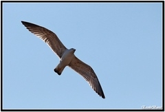 Larus michahellis