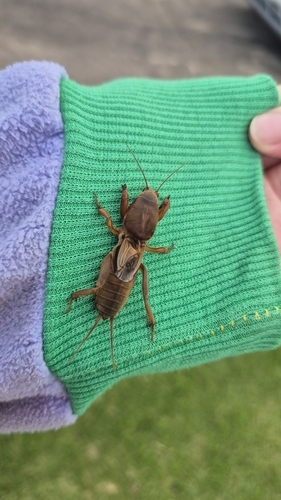 Southern Mole Cricket