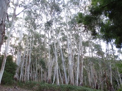 Eucalyptus dalrympleana