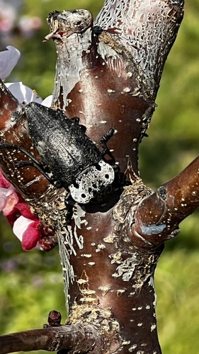 Flat-headed Root-borer