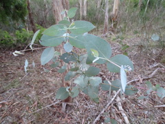Eucalyptus dalrympleana