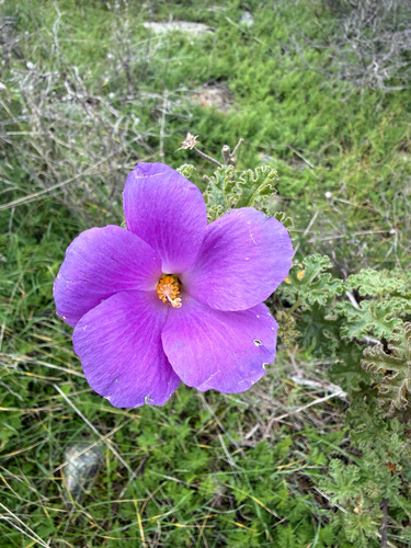 blue hibiscus