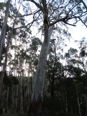 Eucalyptus dalrympleana