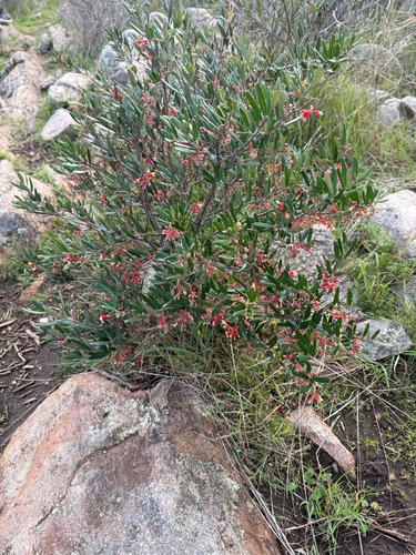 Rough Grevillea