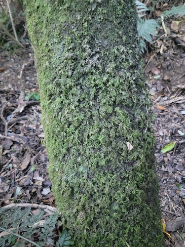 Camptochaete arbuscula observed 2026-06-14