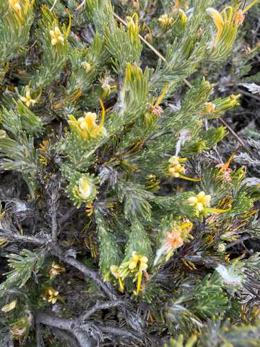 Gland Flower
