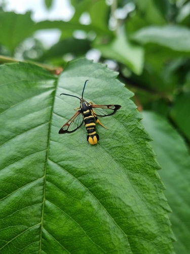Yellow-legged Clearwing Moth