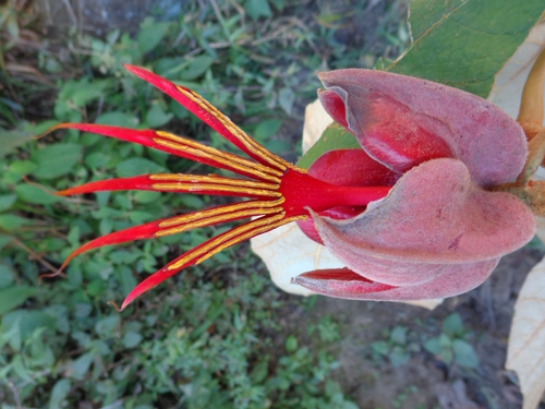Mexican hand tree